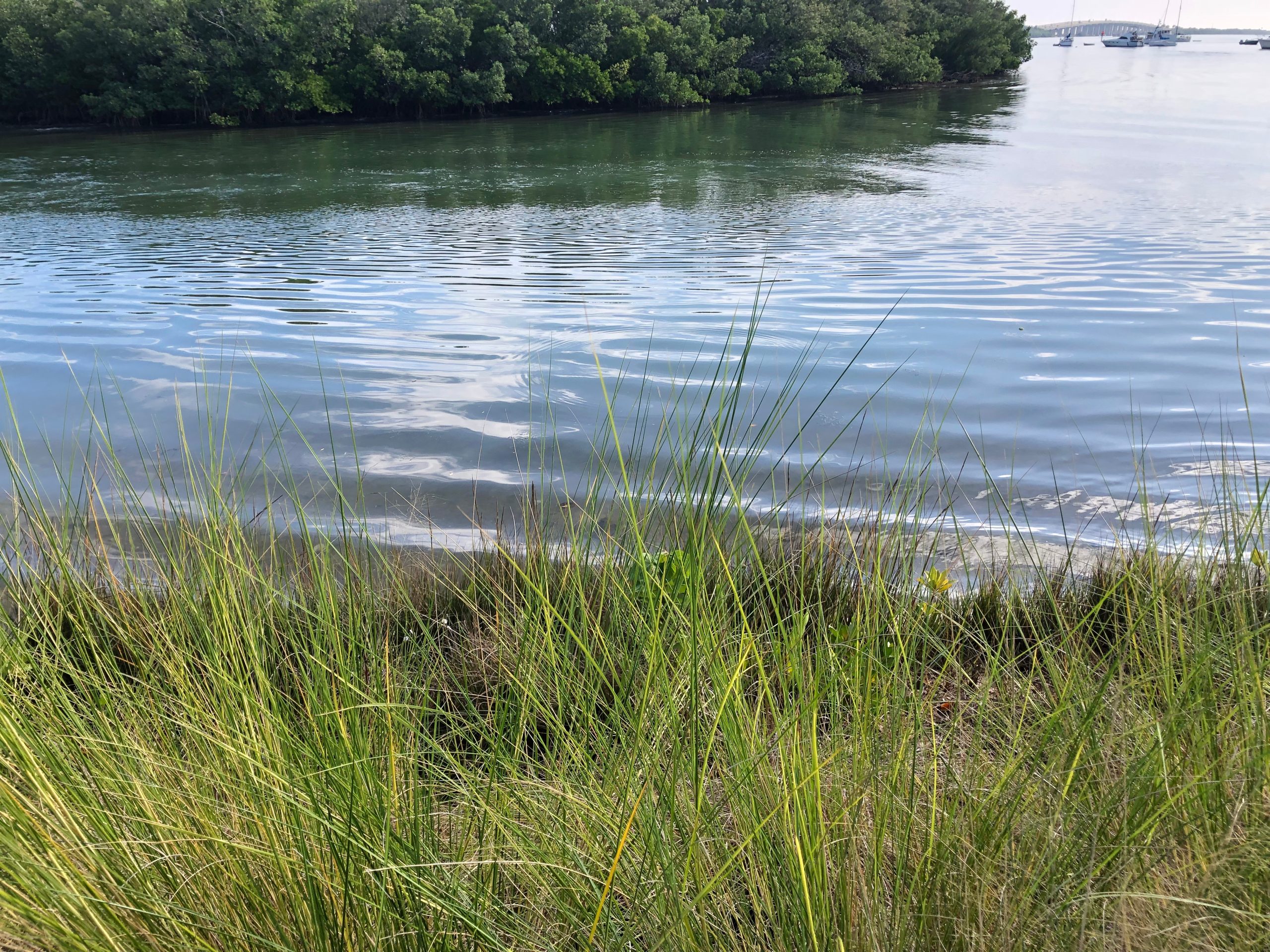 Away in a mangrove, there are reminders that if we help it, Boca Ciega Bay can heal itself