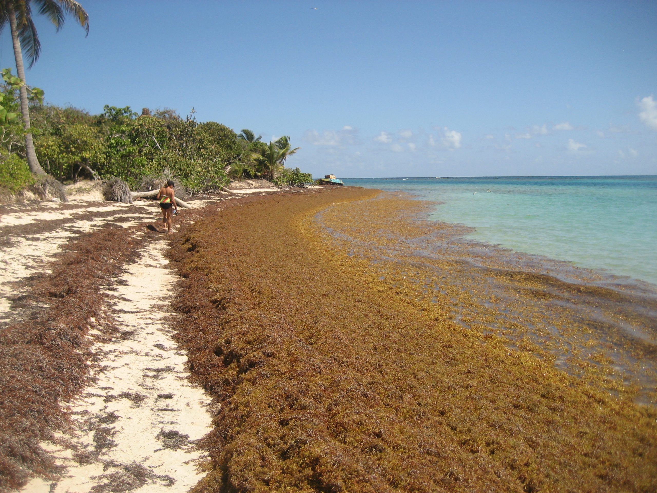 USF researchers discover steep decline in some sargassum seaweed populations