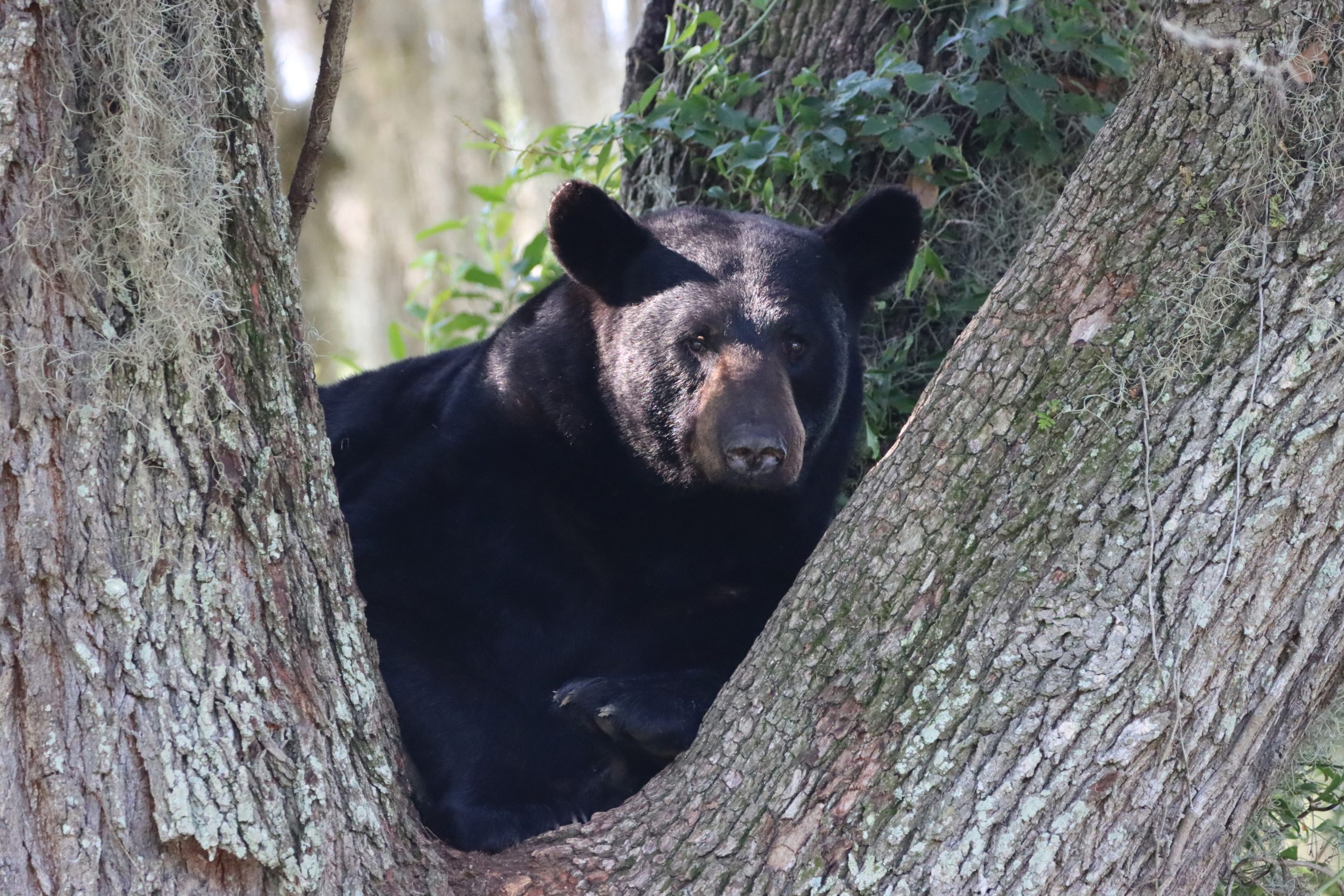 FWC says 52 bears were ‘harvested’ in Florida’s 2025 bear hunt