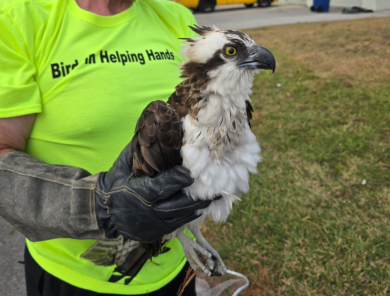 Tampa Bay nonprofit responds to thousands of injured bird calls every year