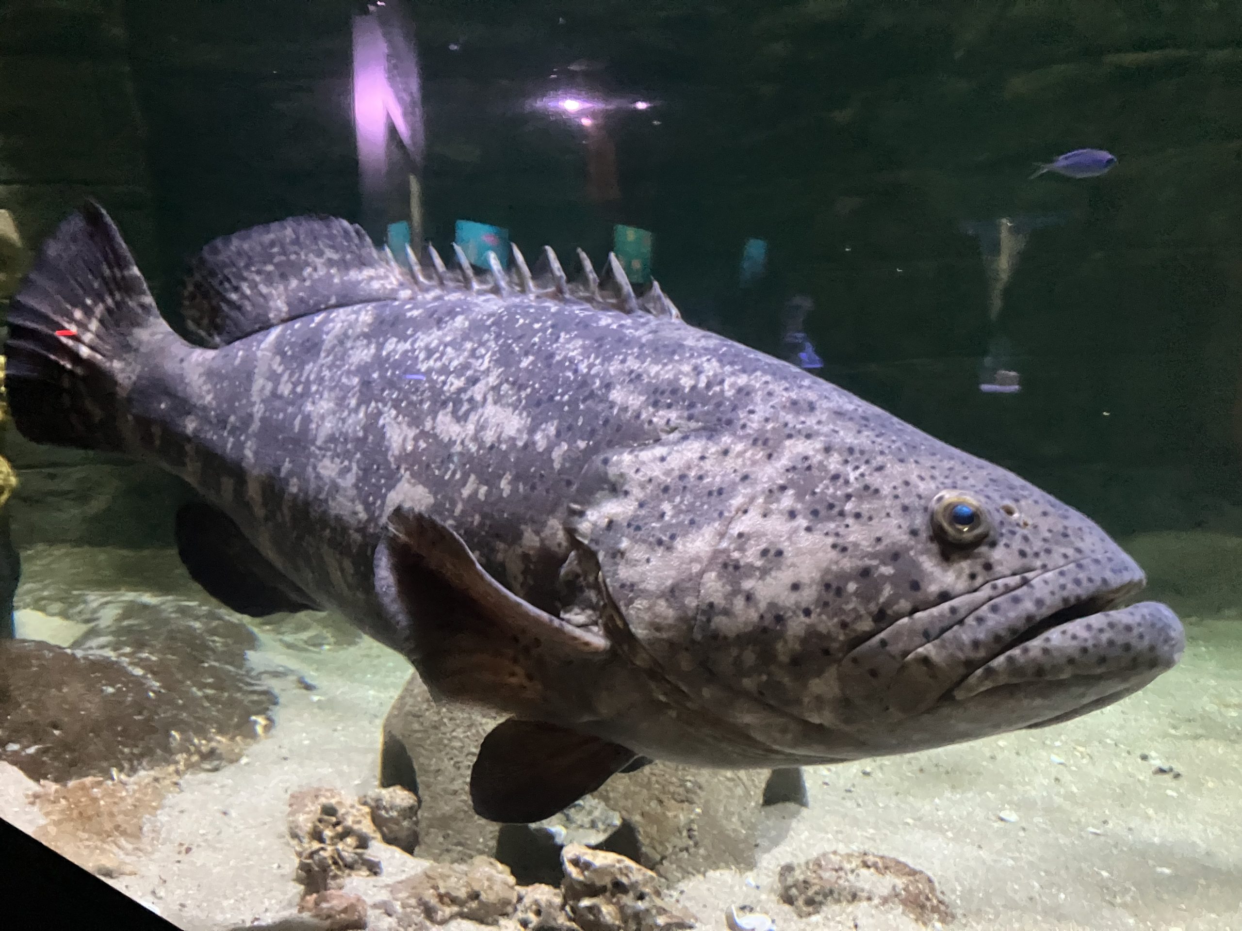 There’s a lot to love about Jupiter, Florida Aquarium’s goliath grouper