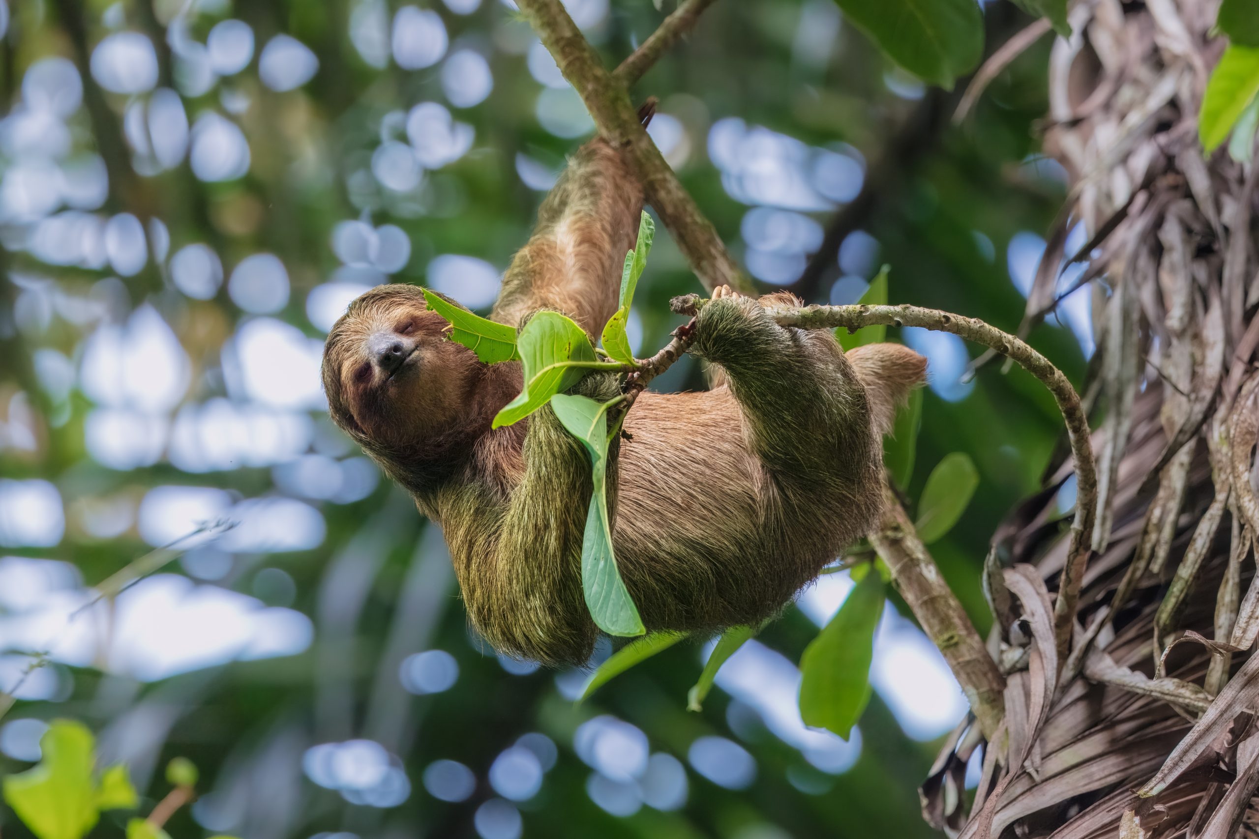 At ‘Sloth World’ in Florida, 31 wild sloths died in a company-owned warehouse